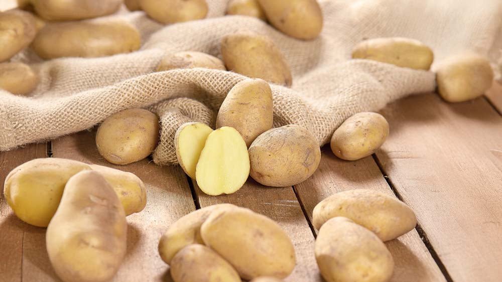 Pflanzkartoffeln - Blomea.de