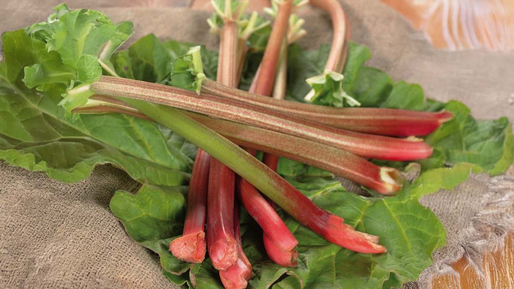 Rhabarber - Blomea.de