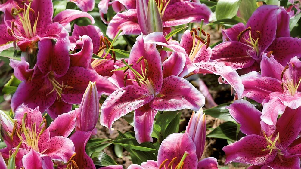 Rosa Lilien - Blomea.de