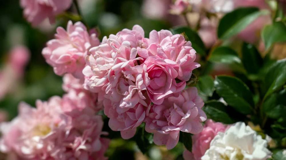 Rosa Rosen - Blomea.de