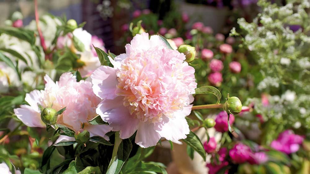 Rosa Stauden - Blomea.de