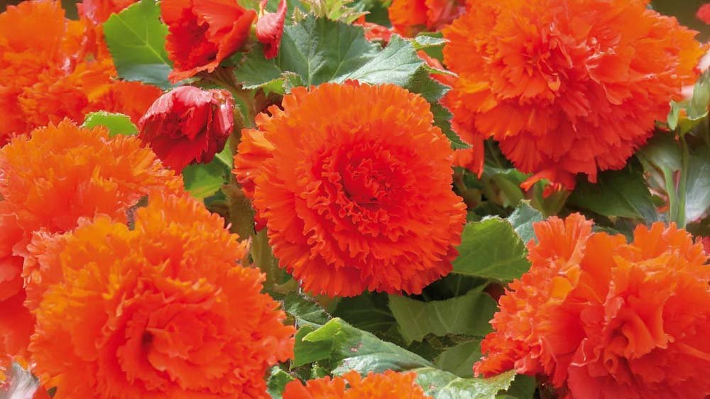 Rote Begonien - Blomea.de