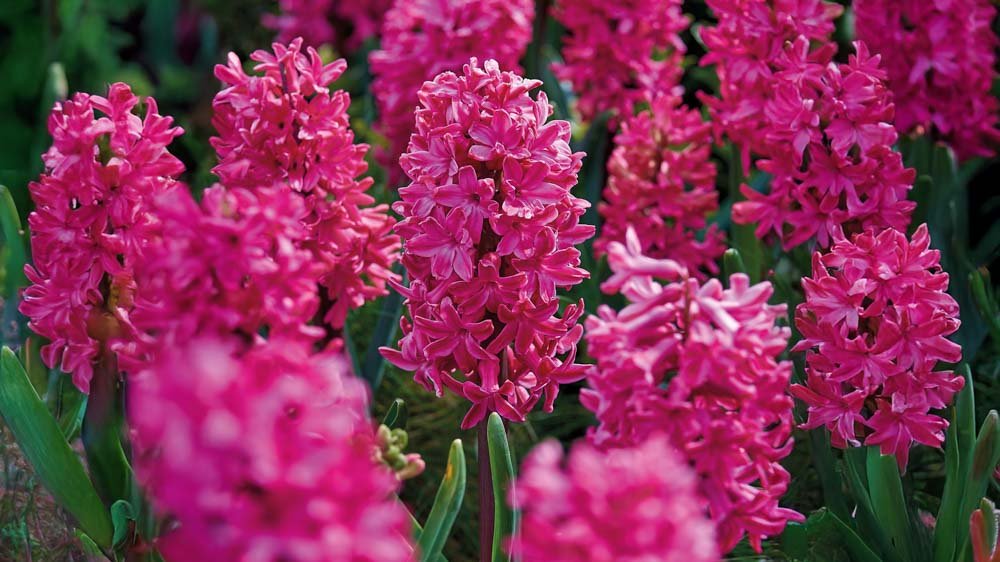 Rote hyazinthen - BLOMEA.de