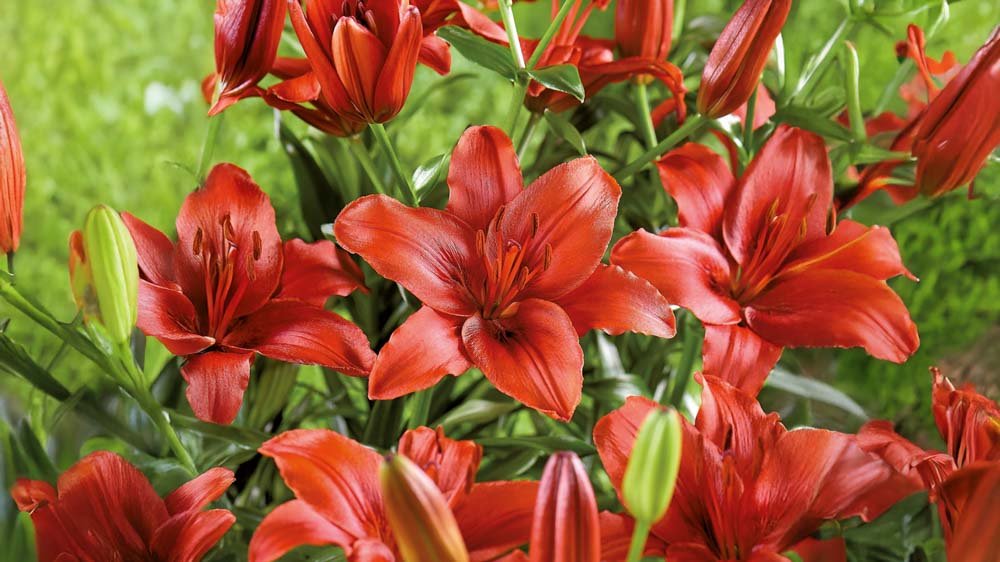 Rote Lilien - Blomea.de