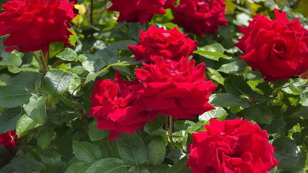 Rote Rosen - Blomea.de