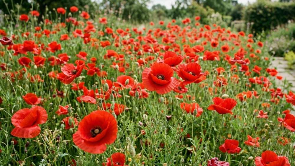 Roter mohn - Blomea.de