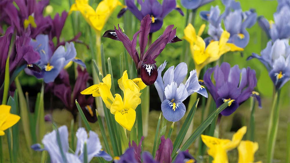 Schwarze schwertlilie - BLOMEA.de