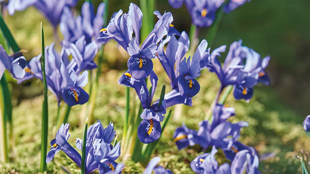 Sibirische schwertlilie - BLOMEA.de