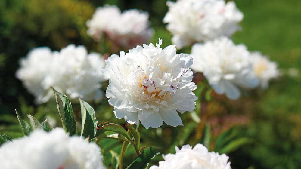 Sommerblühende Stauden - Blomea.de