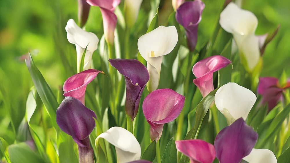 Sommerblumen für Kübel - Blomea.de