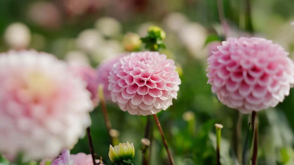 Sommerblumenzwiebeln - Blomea.de