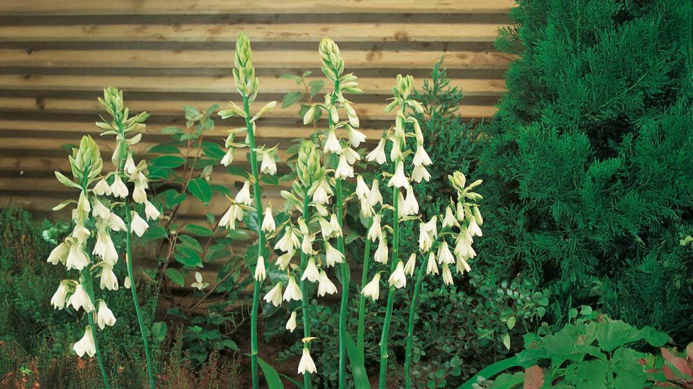 Sommerhyazinthen - Blomea.de