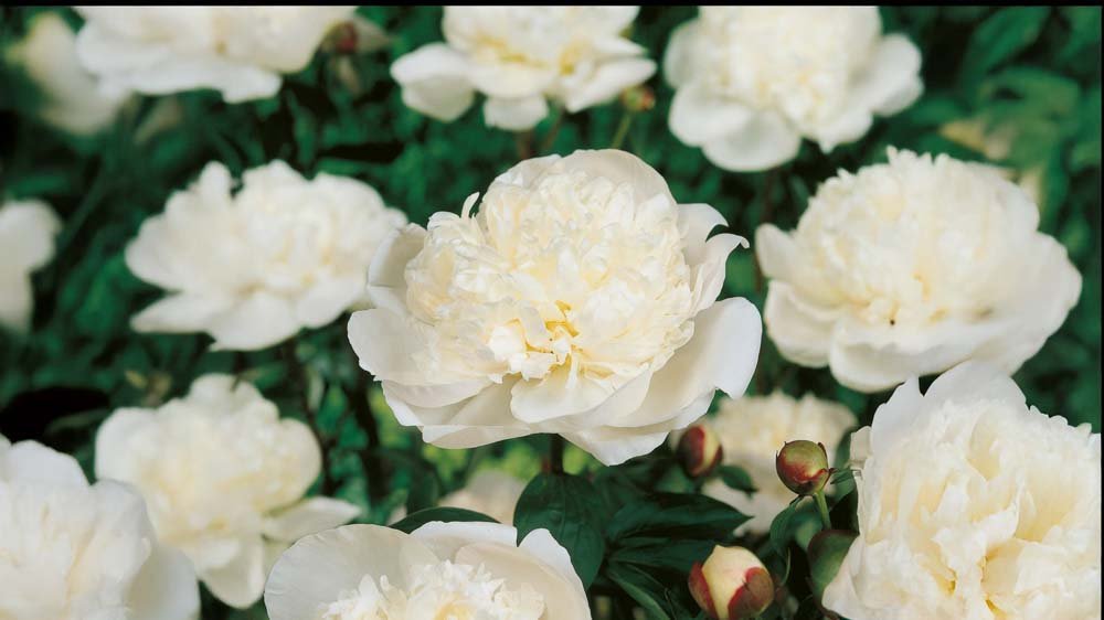 Stauden für Kübel - Blomea.de