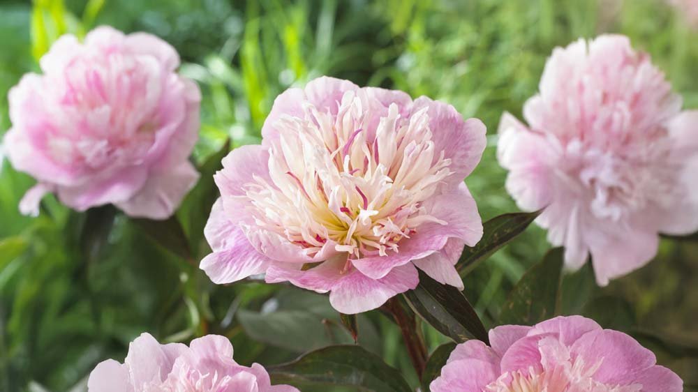 Stauden für Sonne - Blomea.de