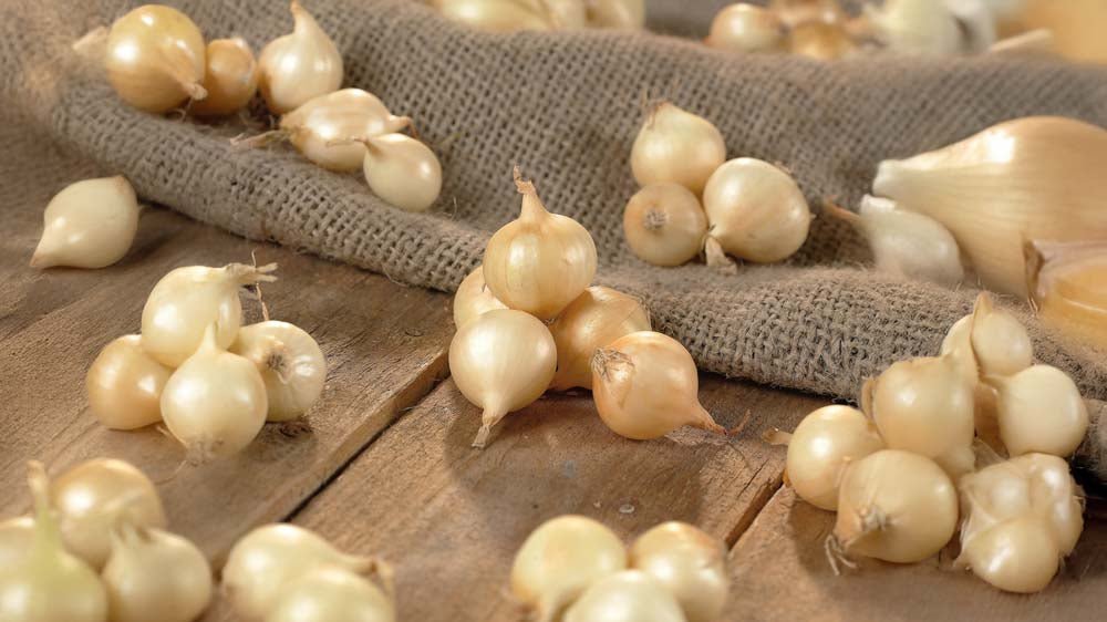 Steckzwiebeln - Blomea.de