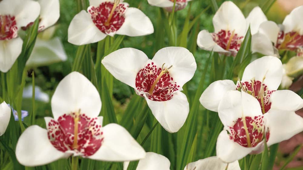 Tigerblumen - Blomea.de