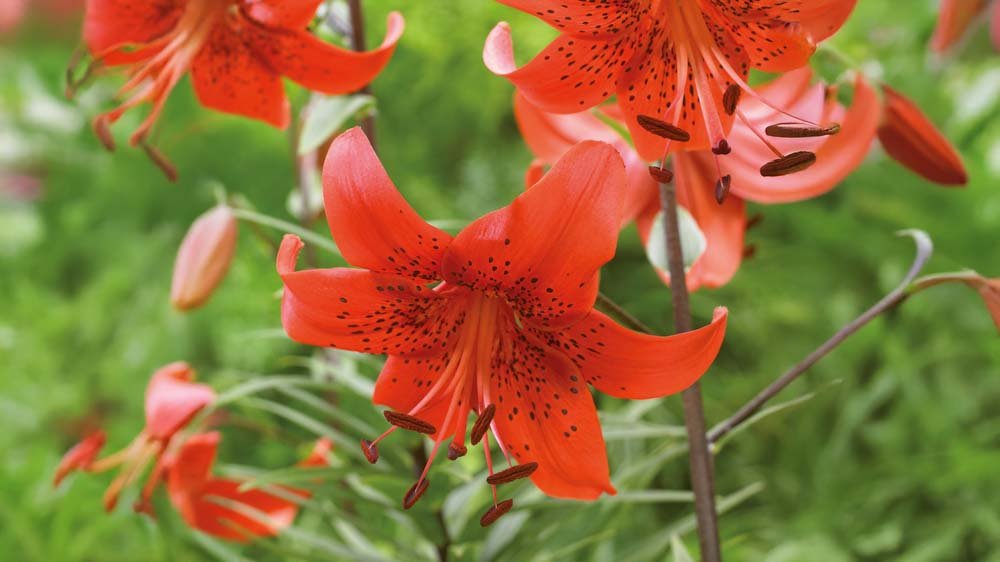 Trompetenlilien - Blomea.de