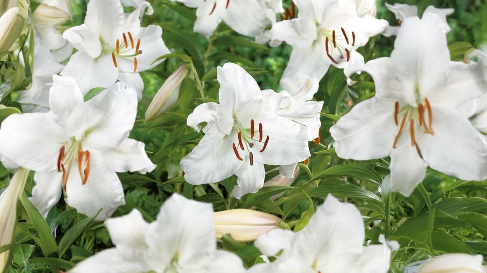 Weiße Lilien - Blomea.de