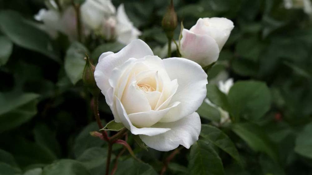Weiße Rosen - Blomea.de