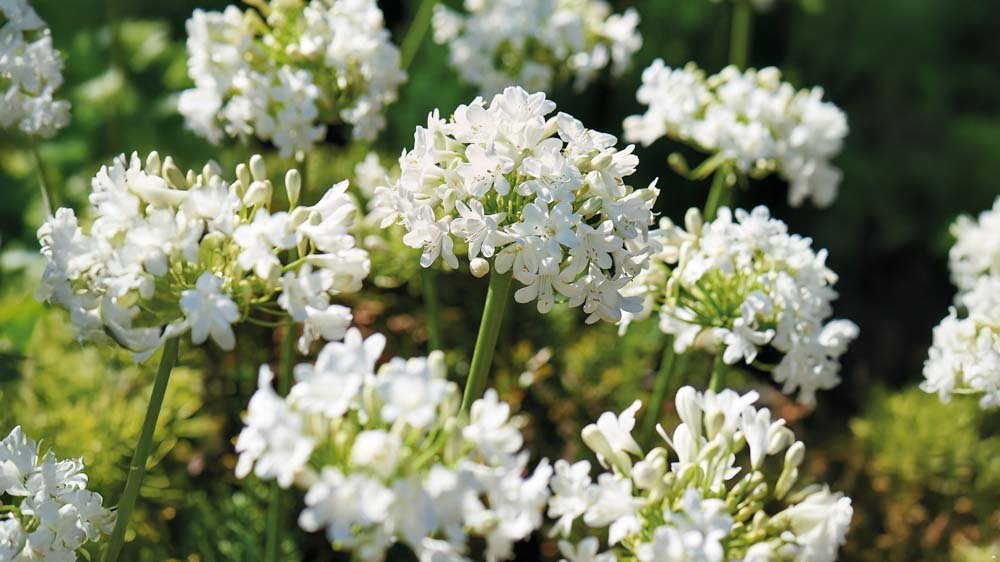 Weiße Schmucklilien - Blomea.de