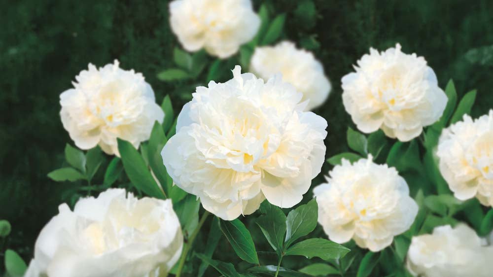 Weiße Stauden - Blomea.de