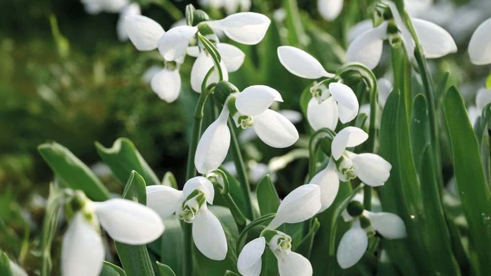 Winterblumen - Blomea.de