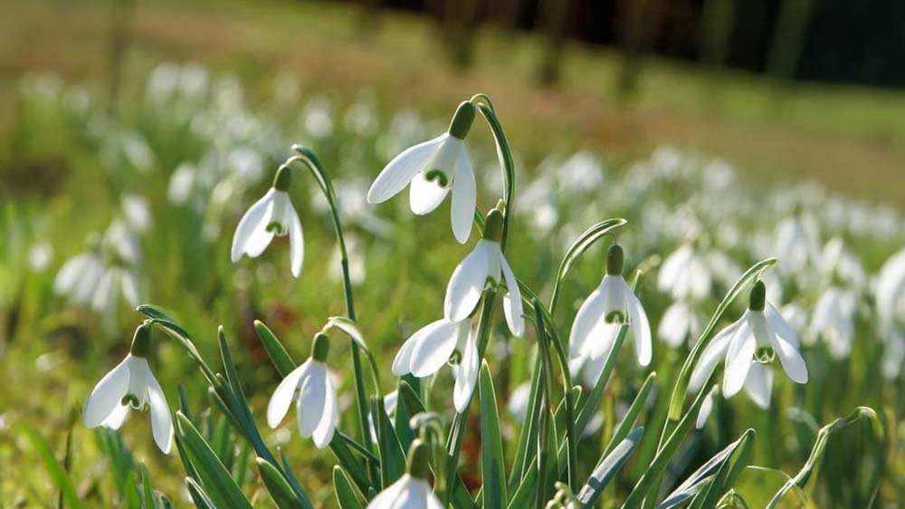 Winterblumen für Kübel - Blomea.de