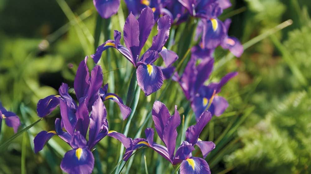 Winterharte Sommerblumen - Blomea.de