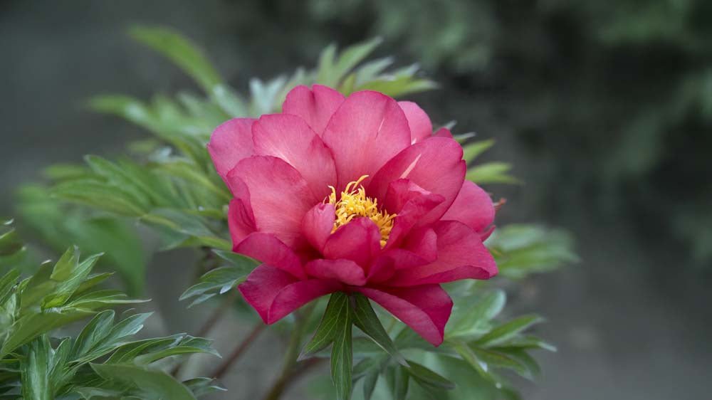 Winterharte Stauden - Blomea.de