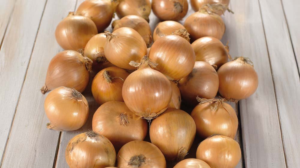 Zwiebeln - Blomea.de