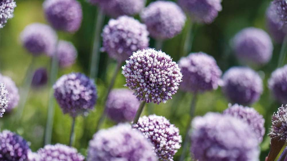 Zwiebelpflanzen - Blomea.de