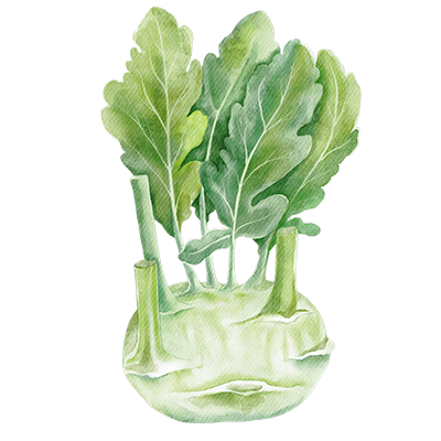 Kohlrabi