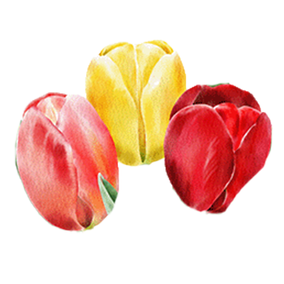 Tulpenmischung