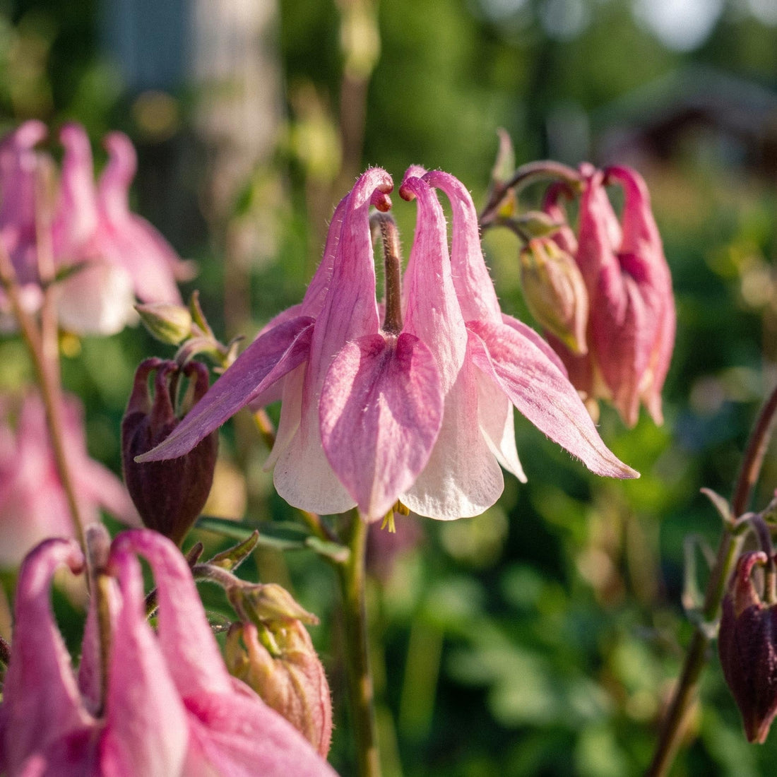 Akelei Samen 'Columbine' - 100 Bio-Samen