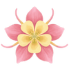 Akelei wurzelnackt / Aquilegia