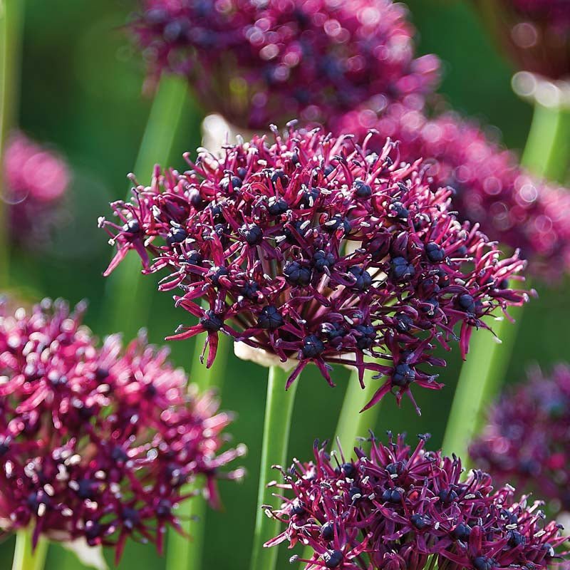 Allium 'Atropurpereum'