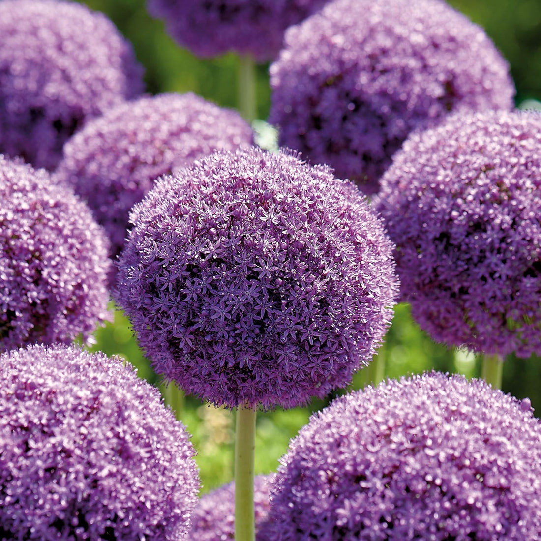 Allium, Zierlauch 'Ambassador'