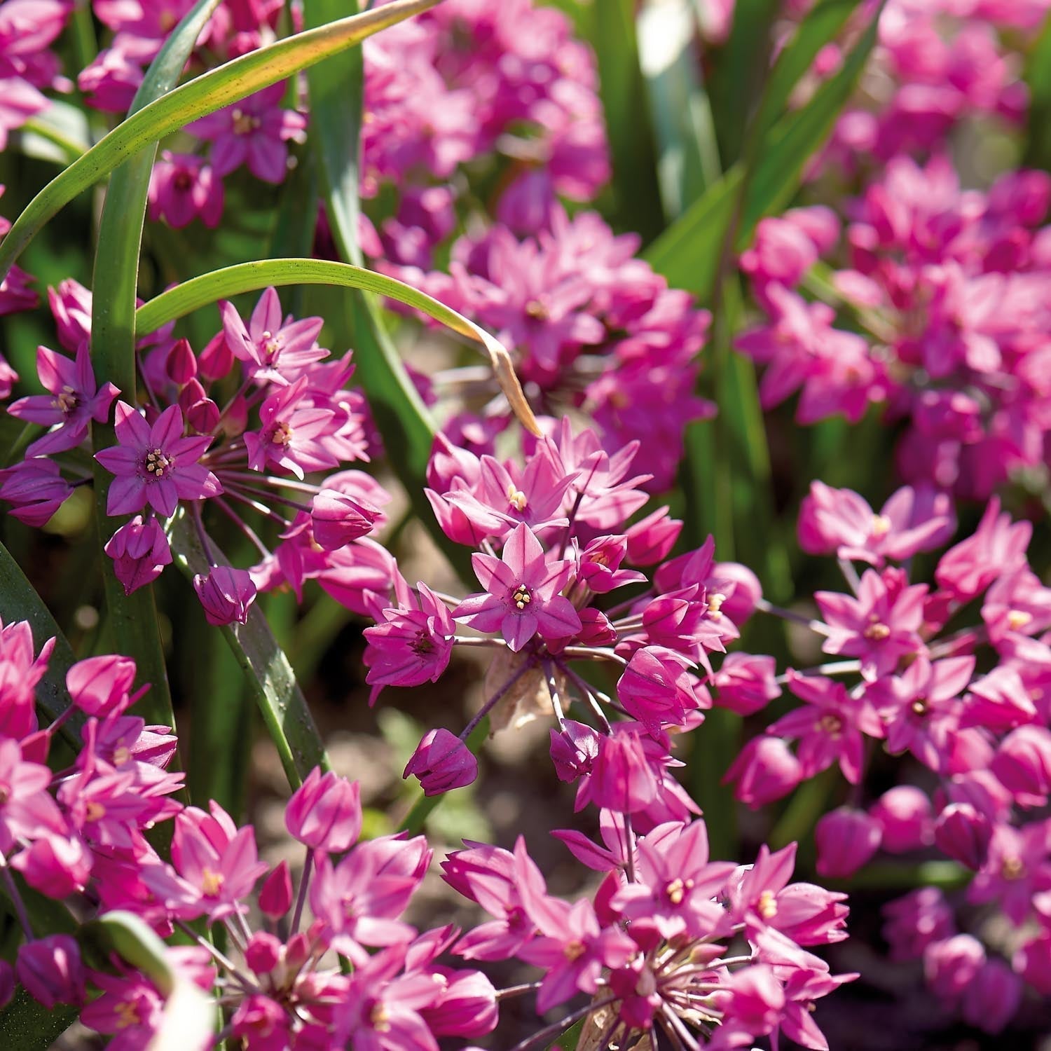 Allium, Zierlauch 'Baltimore'