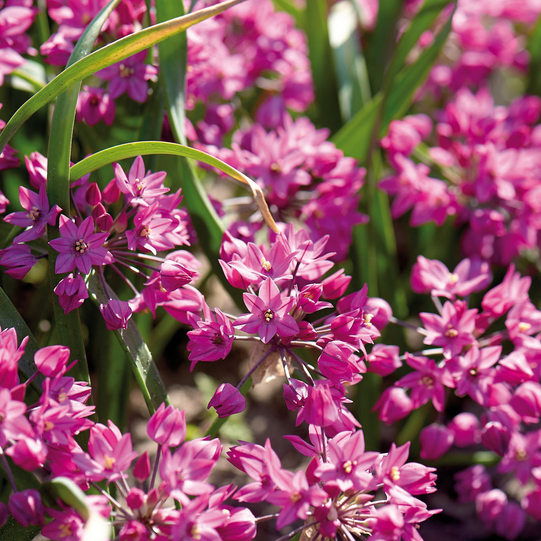 Allium, Zierlauch 'Baltimore'