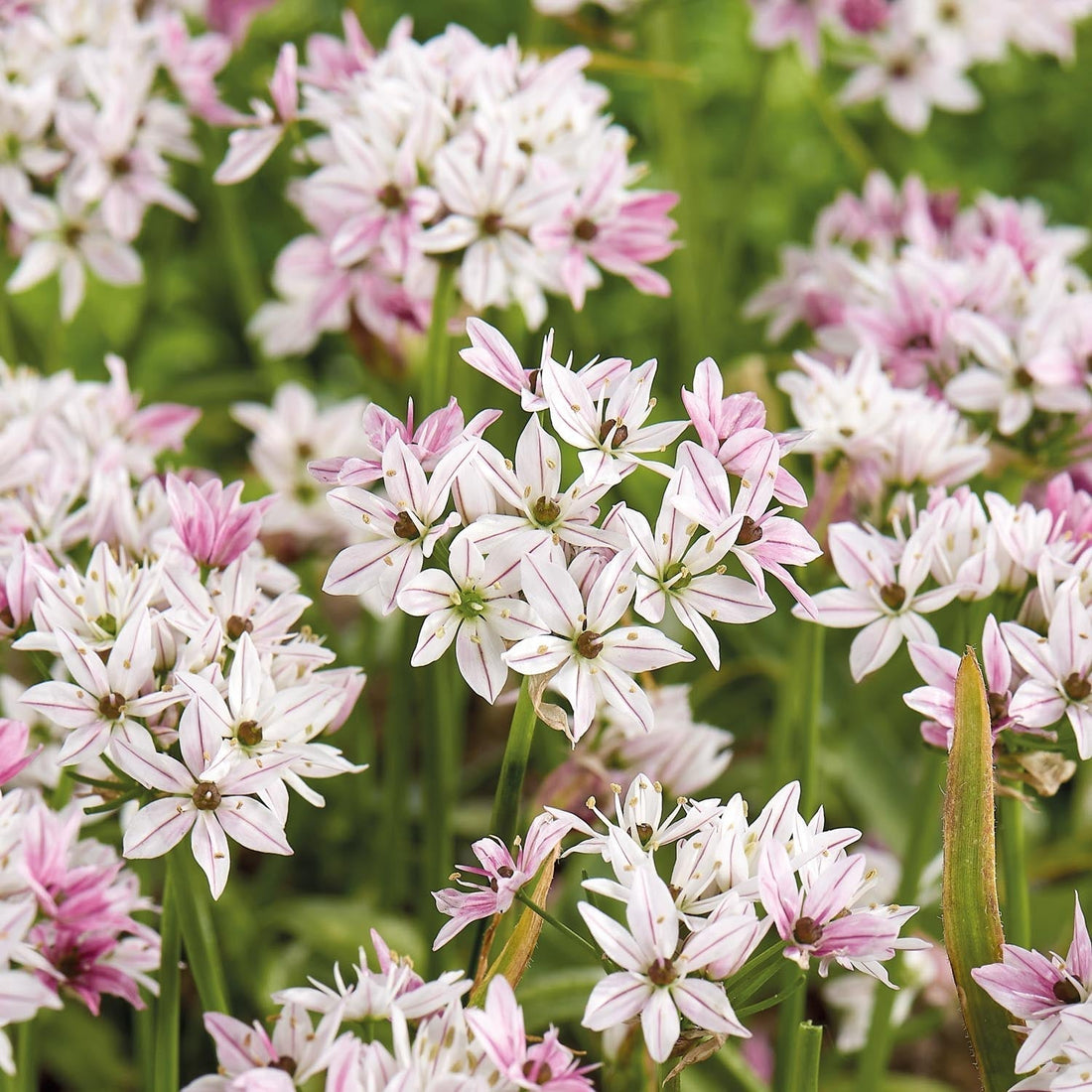 Allium, Zierlauch 'Cameleon'