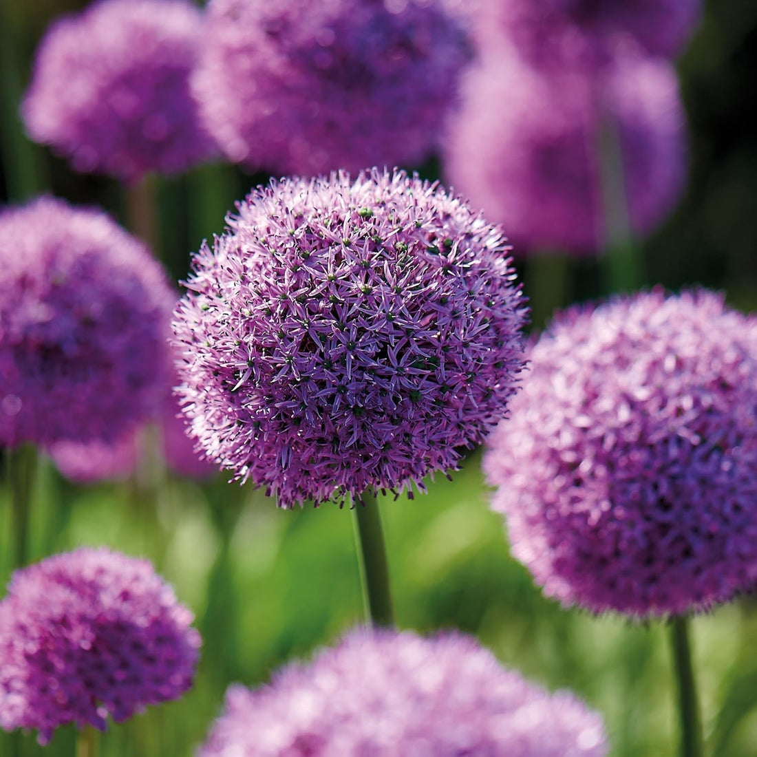 Allium, Zierlauch 'Gladiator'