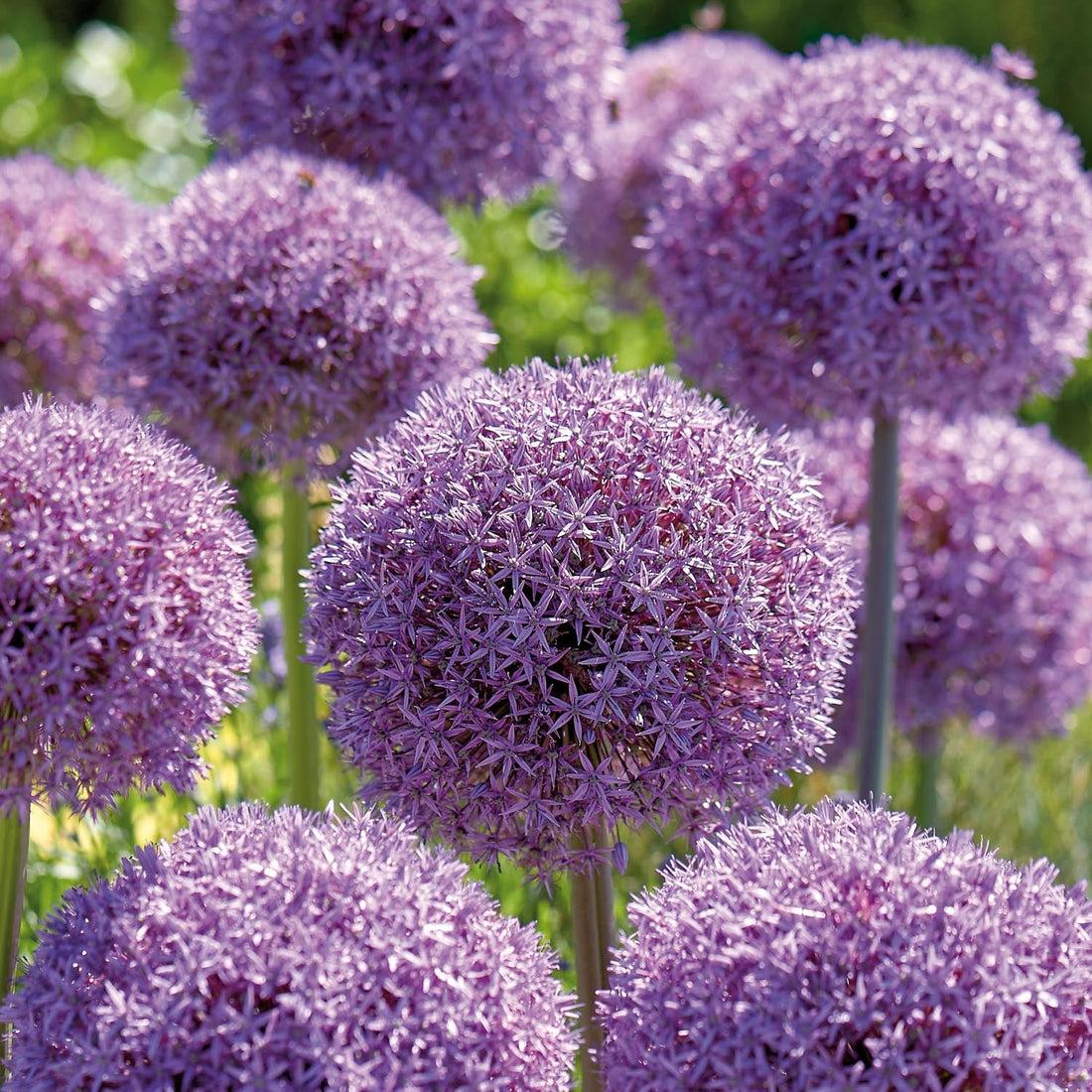 Allium, Zierlauch 'Globemaster'