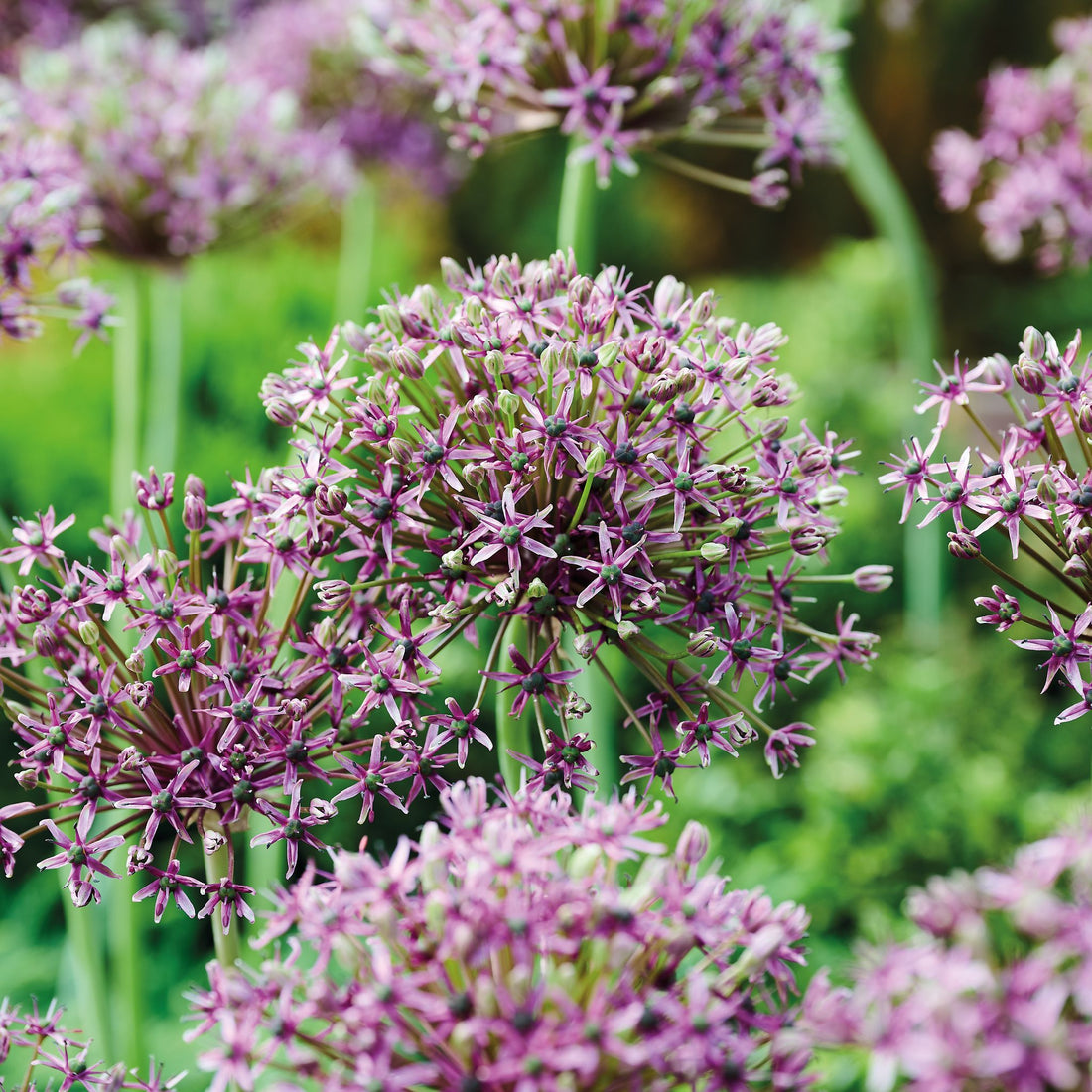 Allium, Zierlauch 'Miami'
