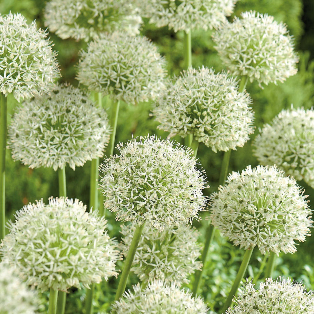 Allium, Zierlauch 'Mont Blanc'