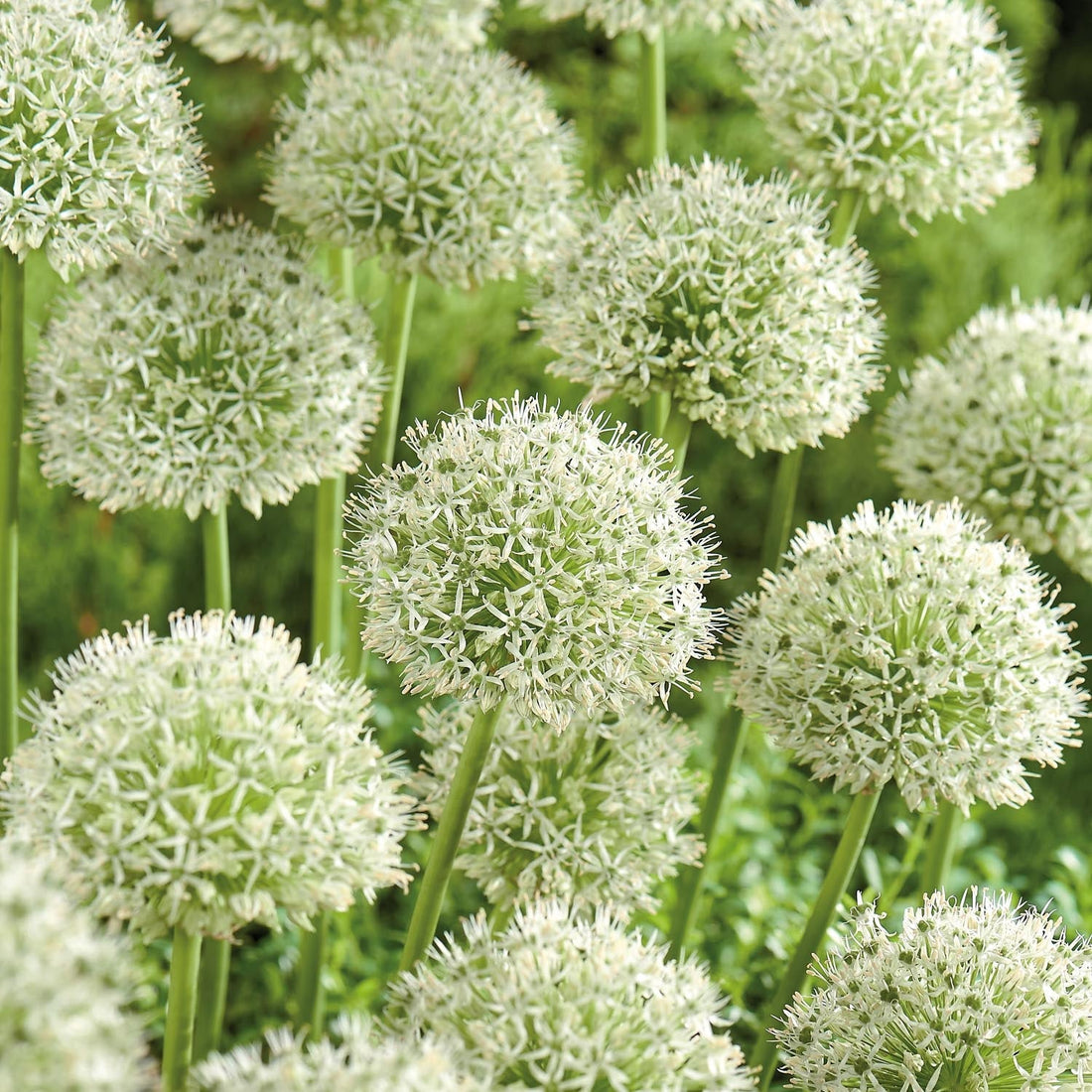 Allium, Zierlauch 'Mont Blanc'