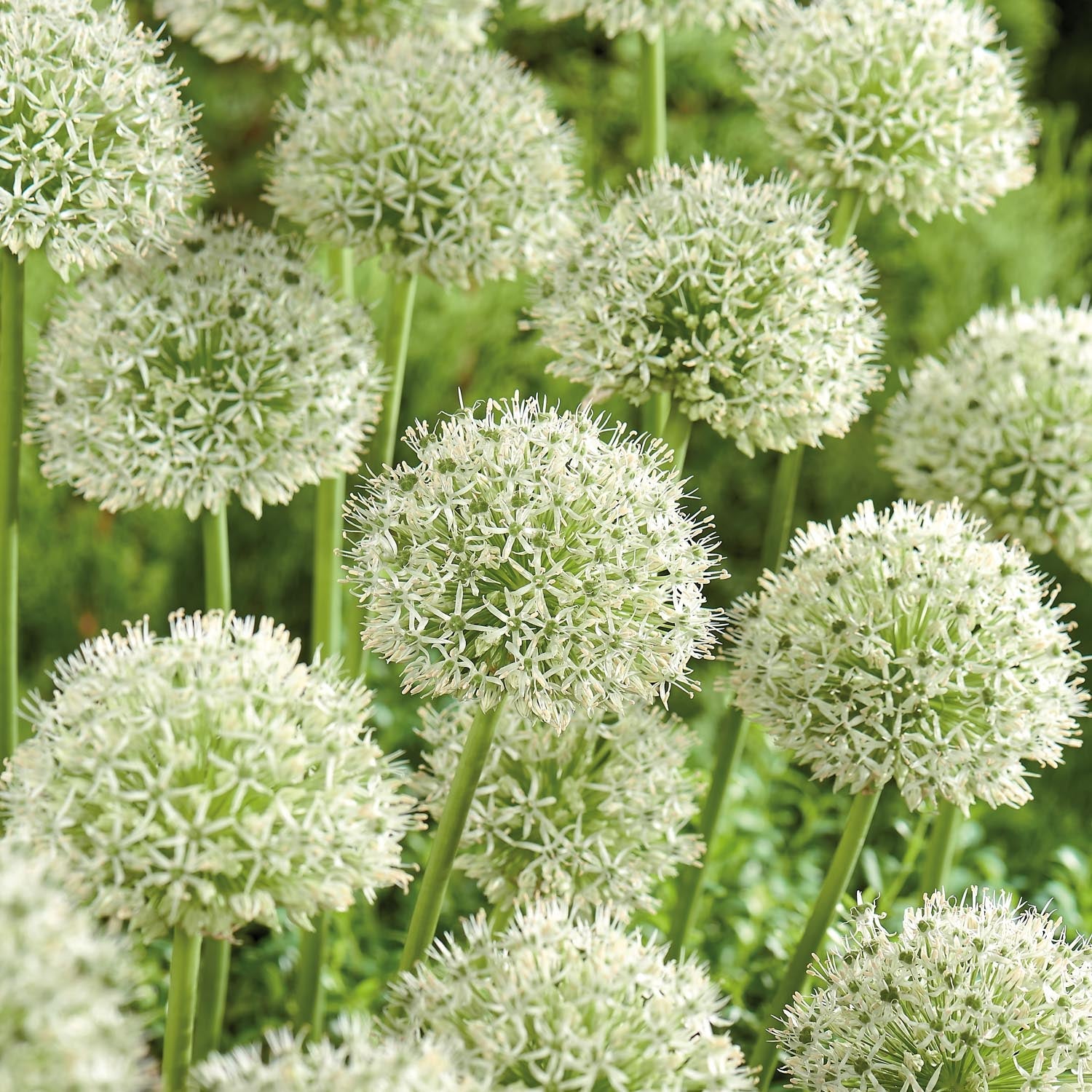 Allium, Zierlauch 'Mont Blanc'