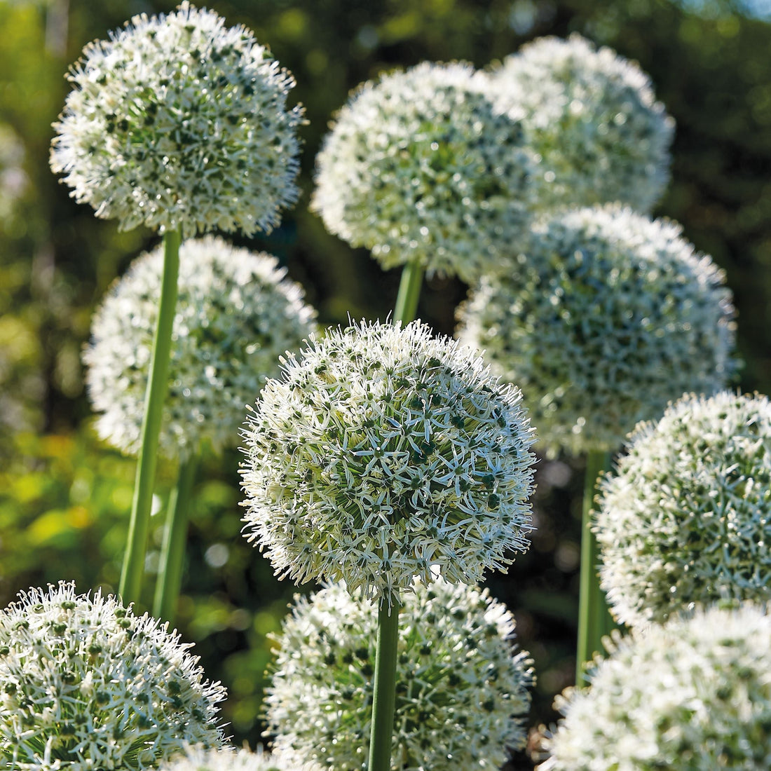 Allium, Zierlauch 'Mount Everest'
