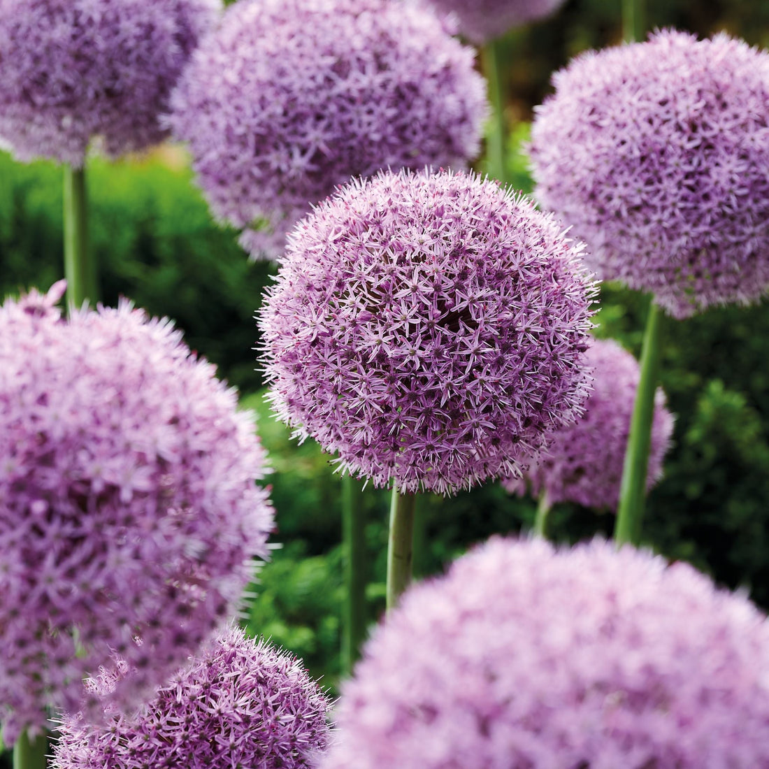 Allium, Zierlauch 'Party Balloons'