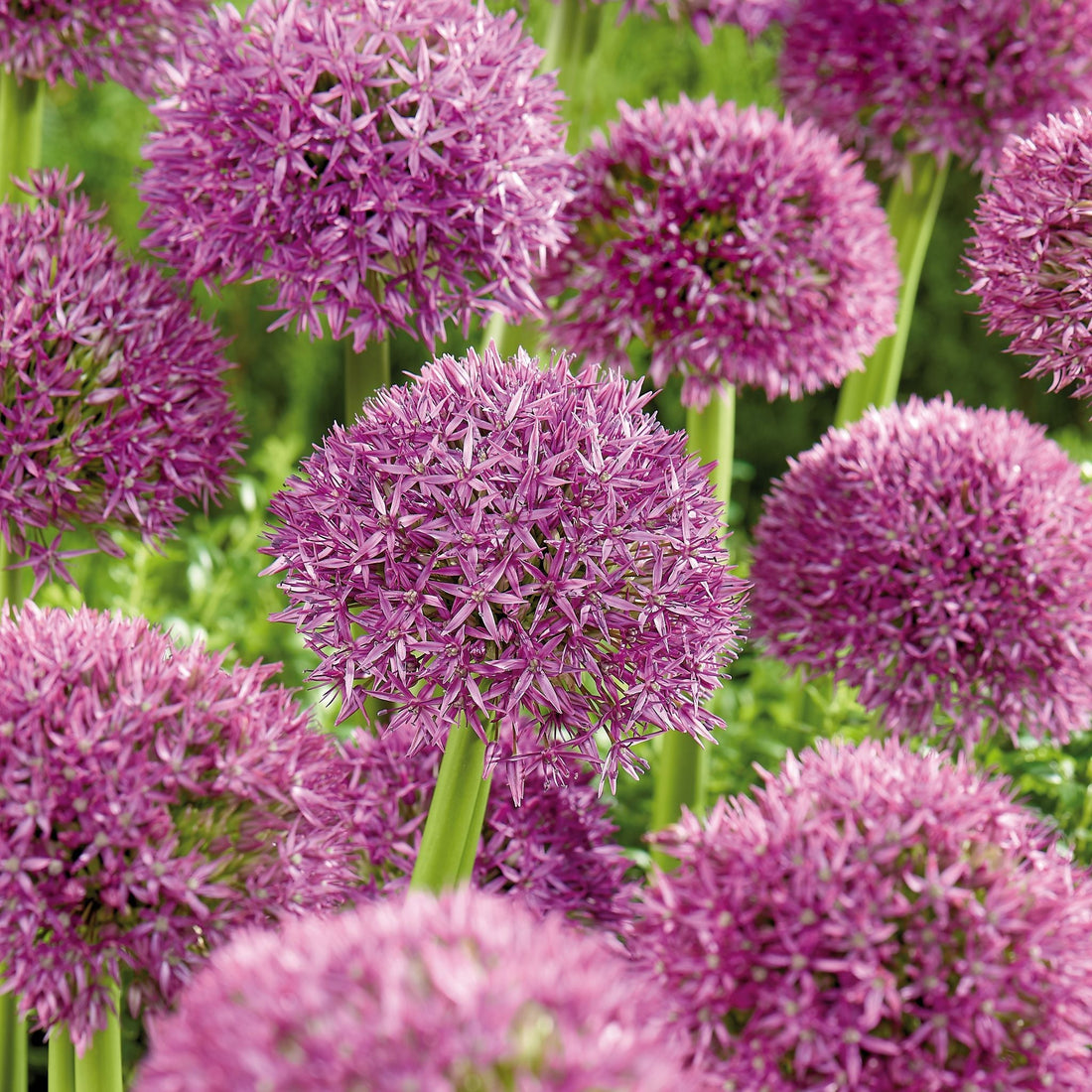 Allium, Zierlauch 'Pinball Wizard'