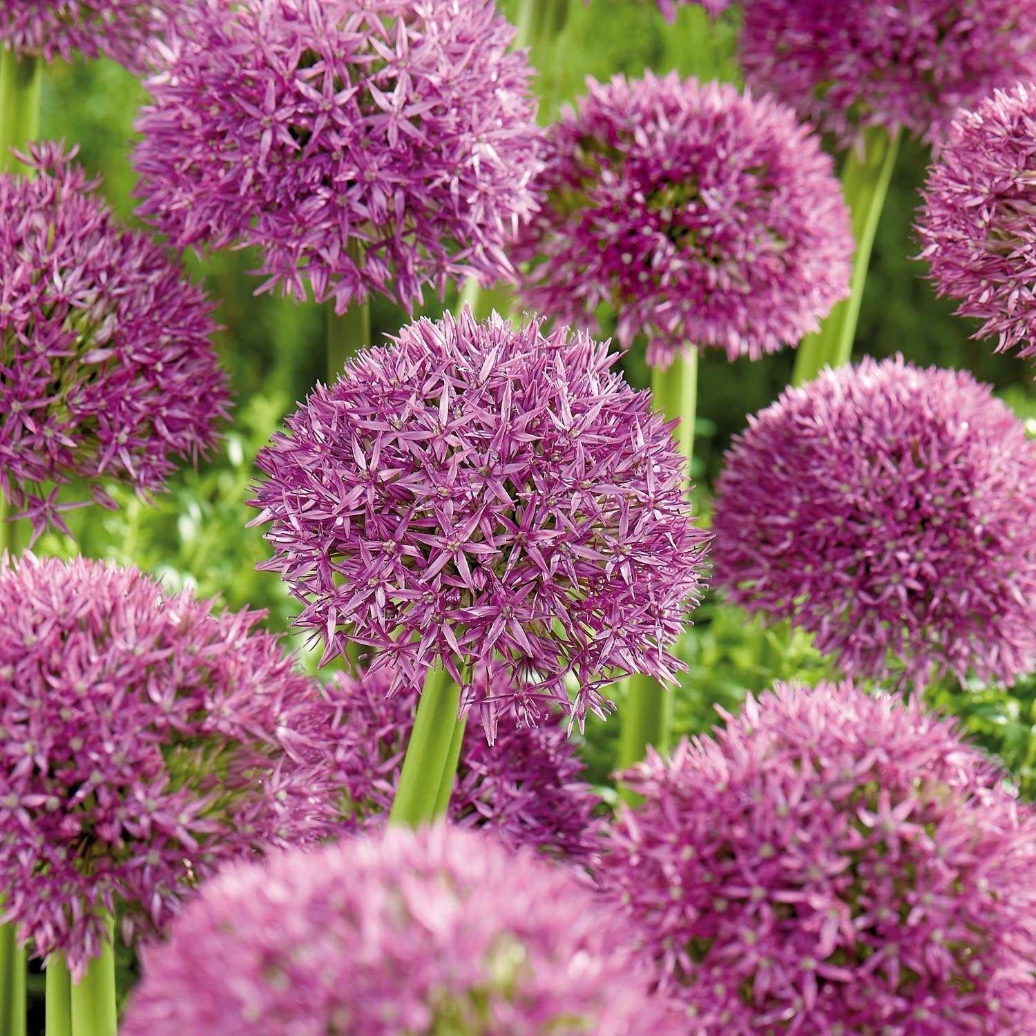 Allium, Zierlauch 'Pinball Wizard'